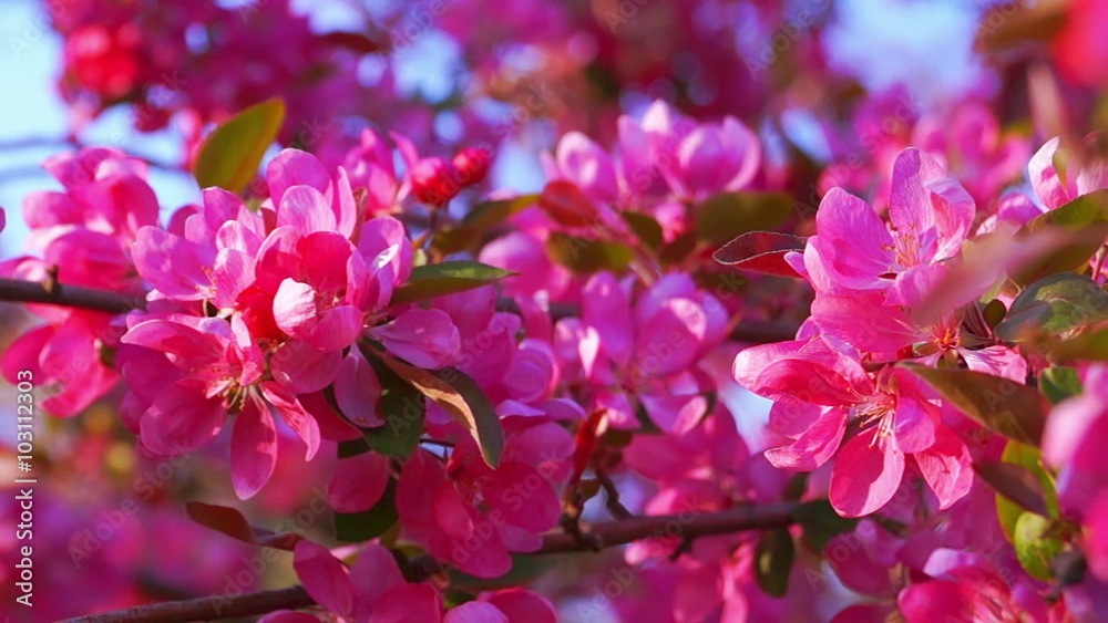 Blooming Pink Crab Apple Tree in the Spring Garden Blooming Pink Crab Apple Tree in the Spring Garden
