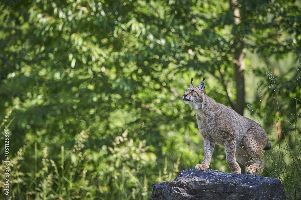 Obraz premium Luchs auf Felsen