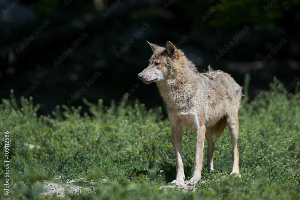 Ein kanadischer Timberwolf im Sommer Ein kanadischer Timberwolf im Sommer
