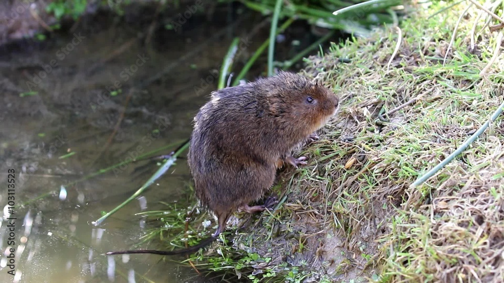 Water Vole