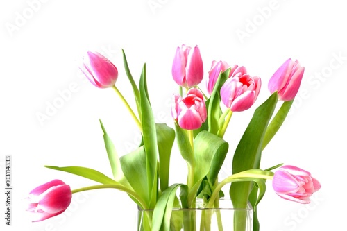 Tulpen