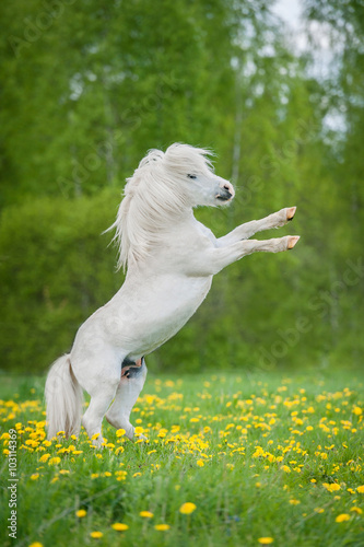 White shetland pony rearing up on its hind legs on the field with flowers