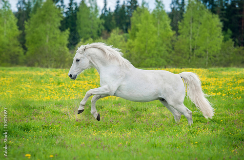 Beautiful white andalusian horse running on the field with dandelions