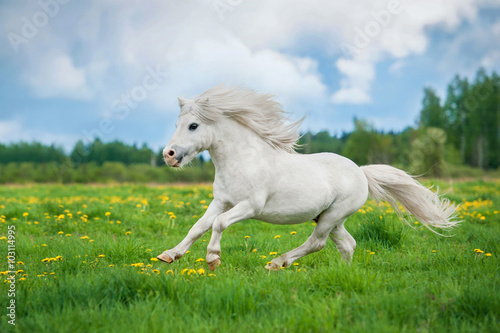White shetland pony with beautiful long mane running on the field with yellow flowers