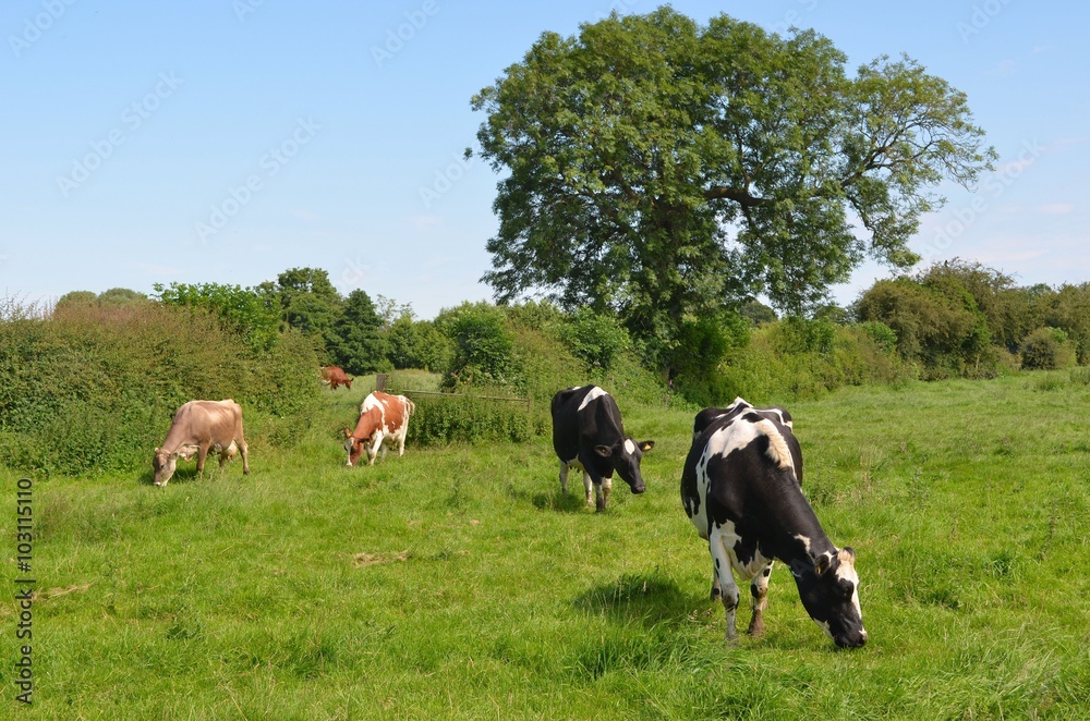 Cows in Field Cheshire