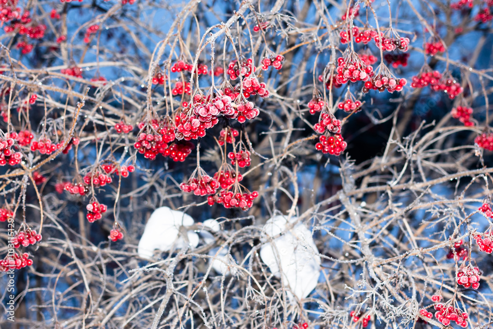 rowan berries on a branch in frost and ice crystals. Blurring background, focus on a single beam of fruit