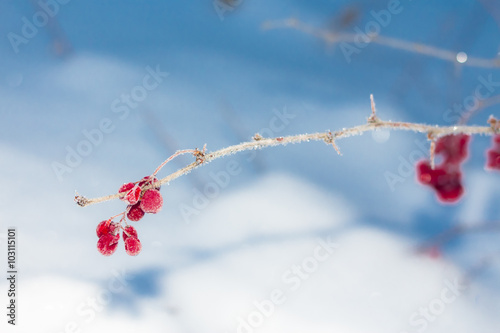 Barberry berries on a branch in frost and ice crystals. Blurring background, focus on berries