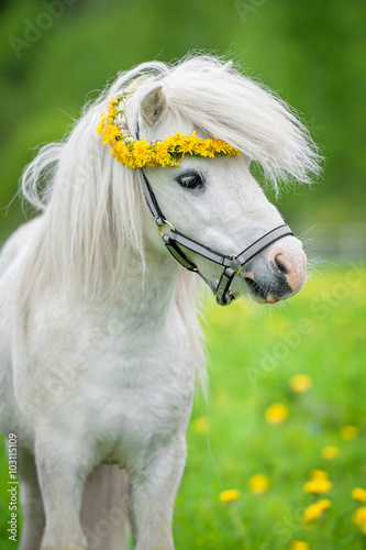 Portrait of little white shetland pony with a wreath of flowers on its head photo