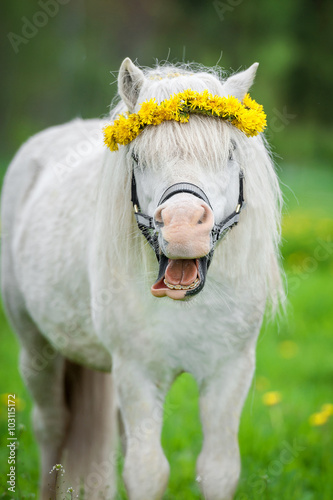 Portrait of funny smiling shetland pony with a wreath of flowers on its head