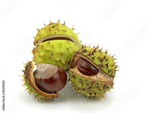 Rosskastanien - Horse chestnuts