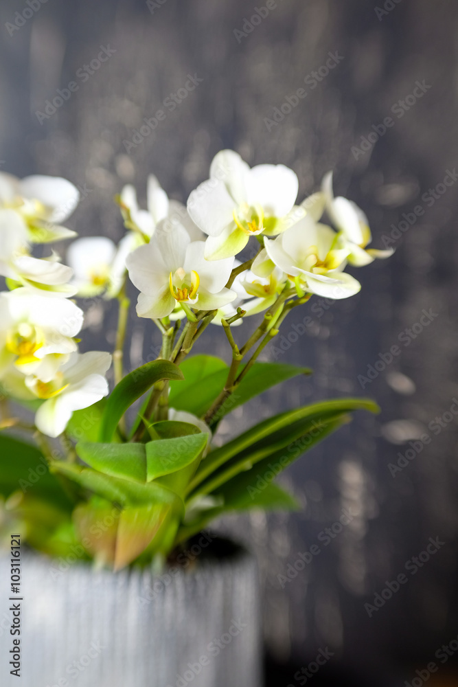 Obraz premium Weiße Orchideen