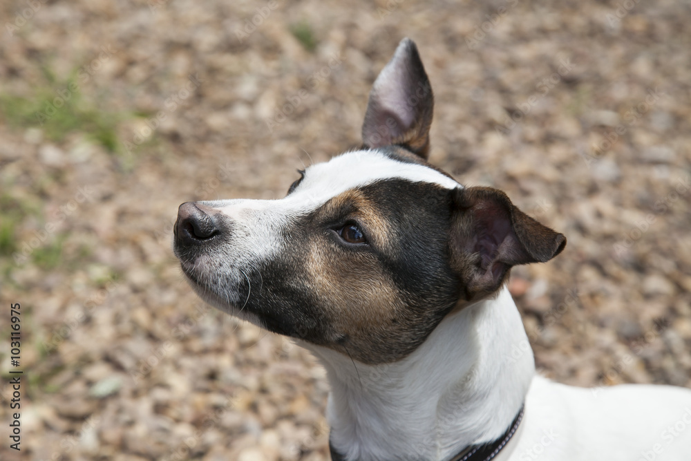 Closeup Jack Russell Terrier