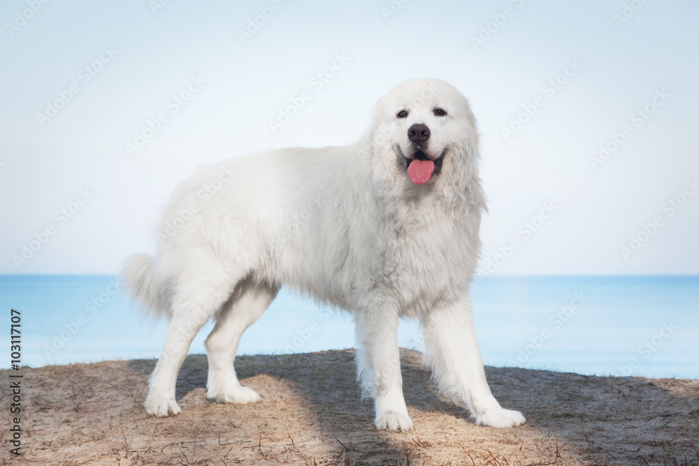 Polish Tatra Sheepdog. Role model in its breed. Also known as Podhalan