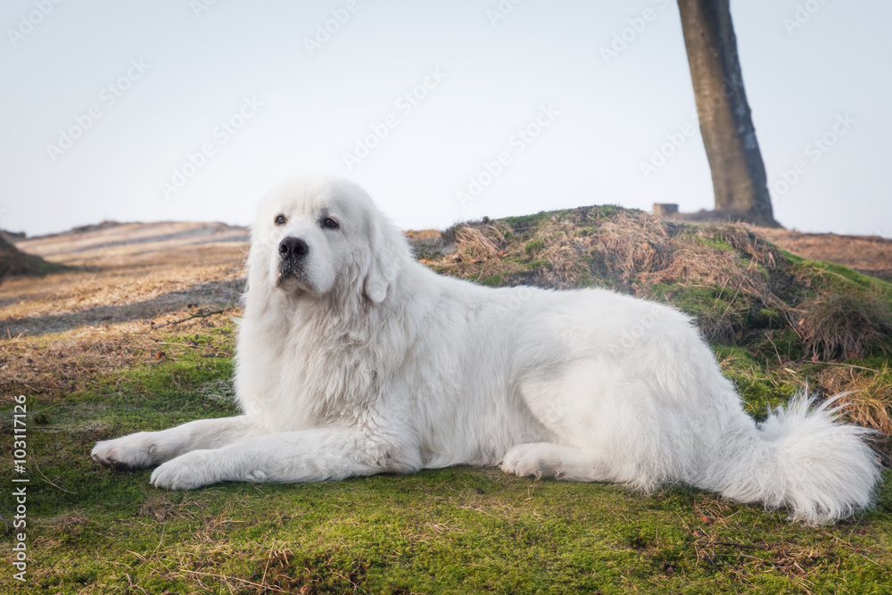 Polish Tatra Sheepdog. Role model in its breed. Also known as Podhalan Polish Tatra Sheepdog. Role model in its breed. Also known as Podhalan
