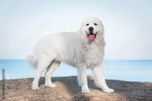 Polish Tatra Sheepdog. Role model in its breed. Also known as Podhalan © Photocreo Bednarek