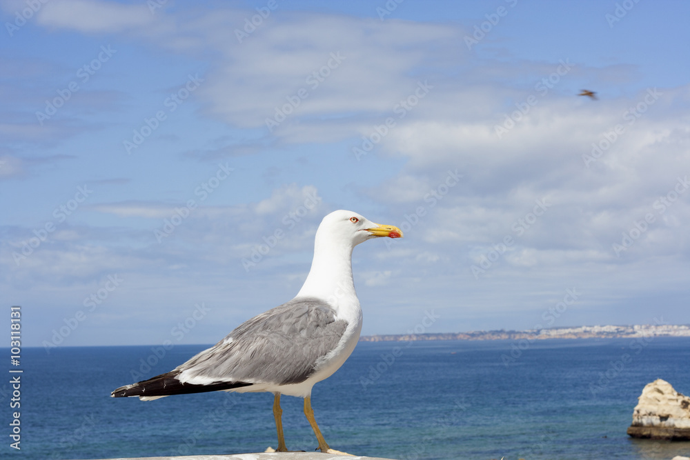 Seagull with Atlantic ocean in background. Seagull with Atlantic ocean in background.