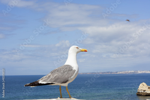 Seagull with Atlantic ocean in background. 