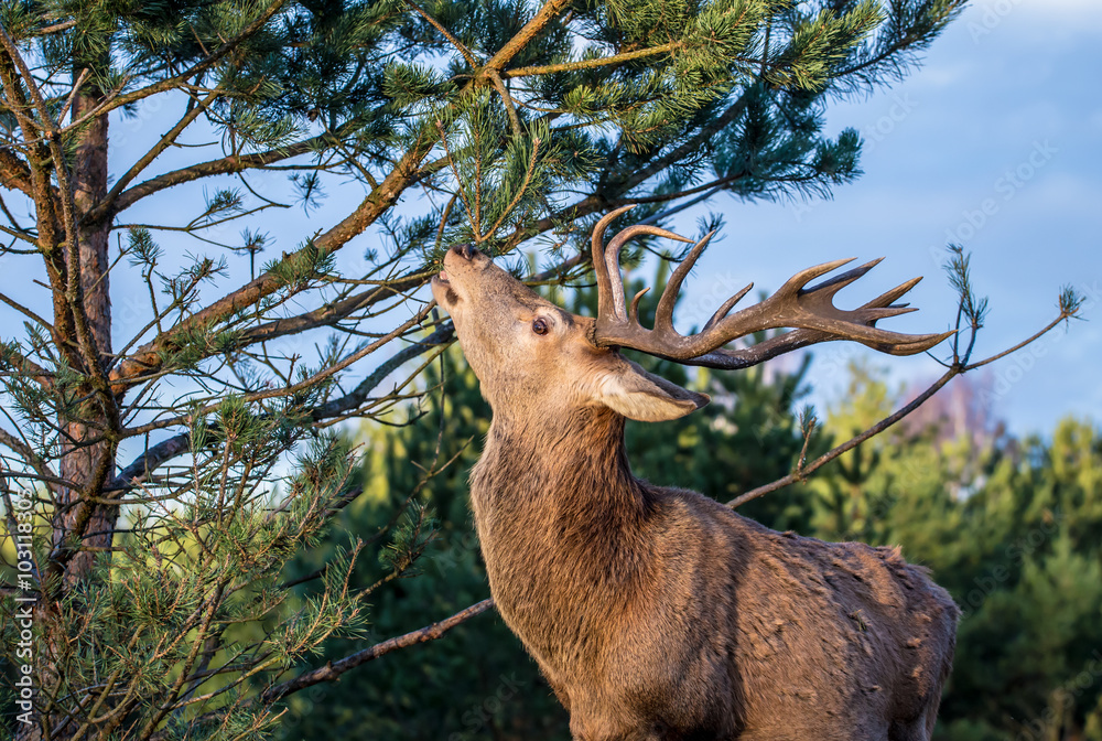 Fototapeta premium Wildverbiß