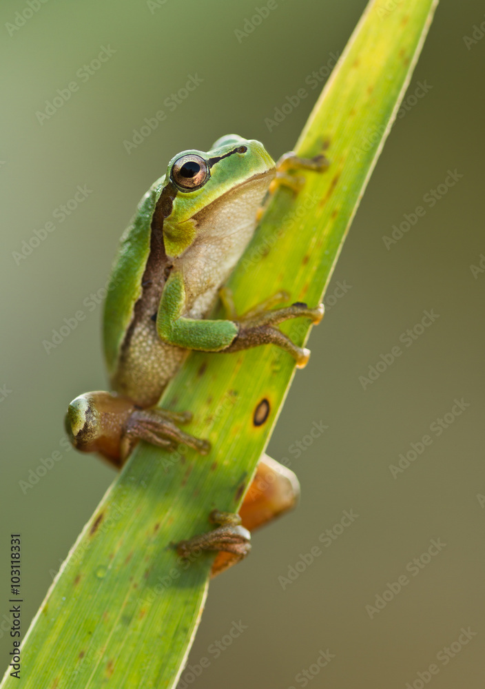 Fototapeta premium Green Tree Frog on a reed leaf (Hyla arborea)