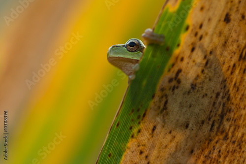 Green Tree Frog on a reed leaf (Hyla arborea)