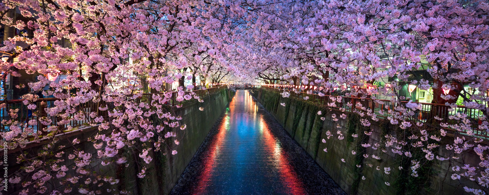 Fototapeta premium Wiśniowy kwiat w nocy w Nakameguro Tokio na wiosnę