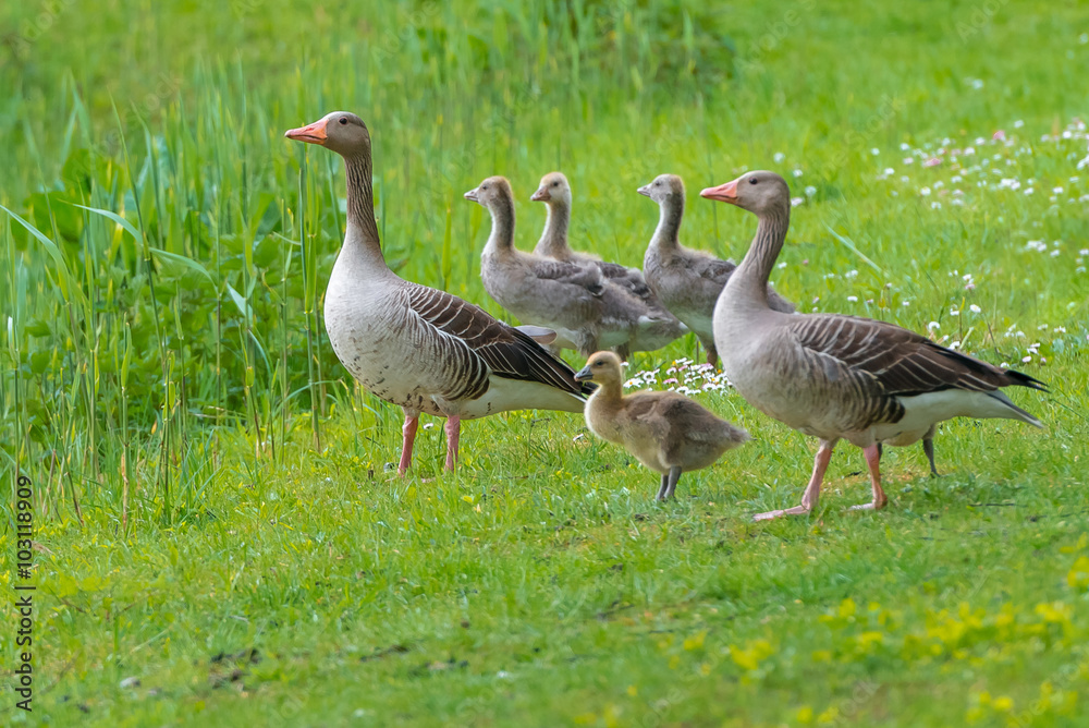 Obraz premium Graugans Familie - Anser anser - Greylag Goose