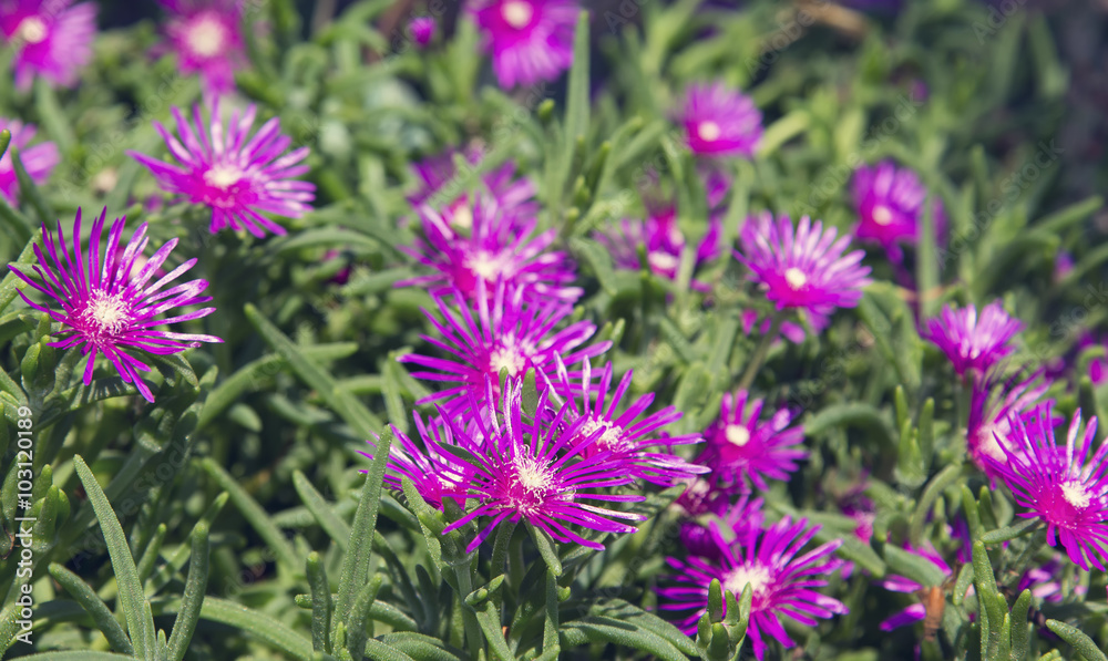 Macro of a small purple flower with green background Macro of a small purple flower with green background