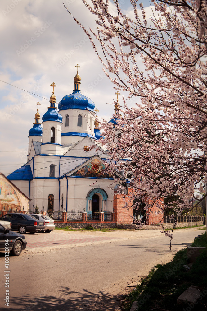 Ukrainian orthodox church blooming apricot tree on foreground