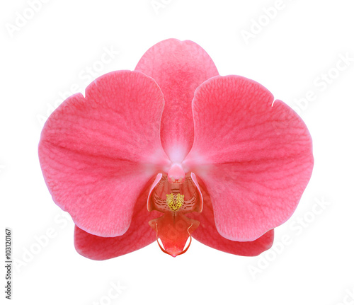 Fototapeta Naklejka Na Ścianę i Meble -  Red orchid flower close-up isolated on white