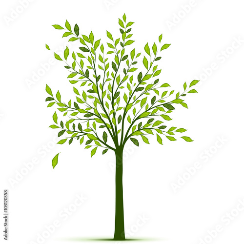 Green tree with leaves on white background