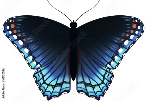 Beautiful blue butterfly