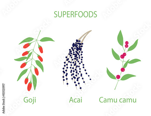 Illustration of camu camu, goji and acai