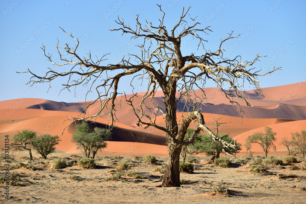 Namib-Naukluft National Park, Namibia, Africa.