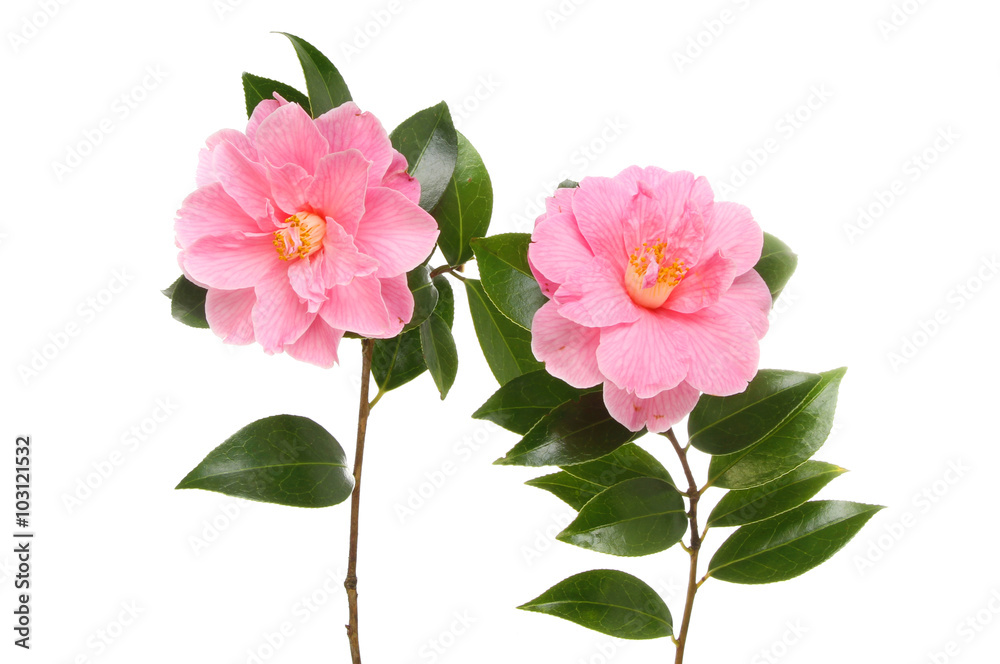 Two Camellia flowers