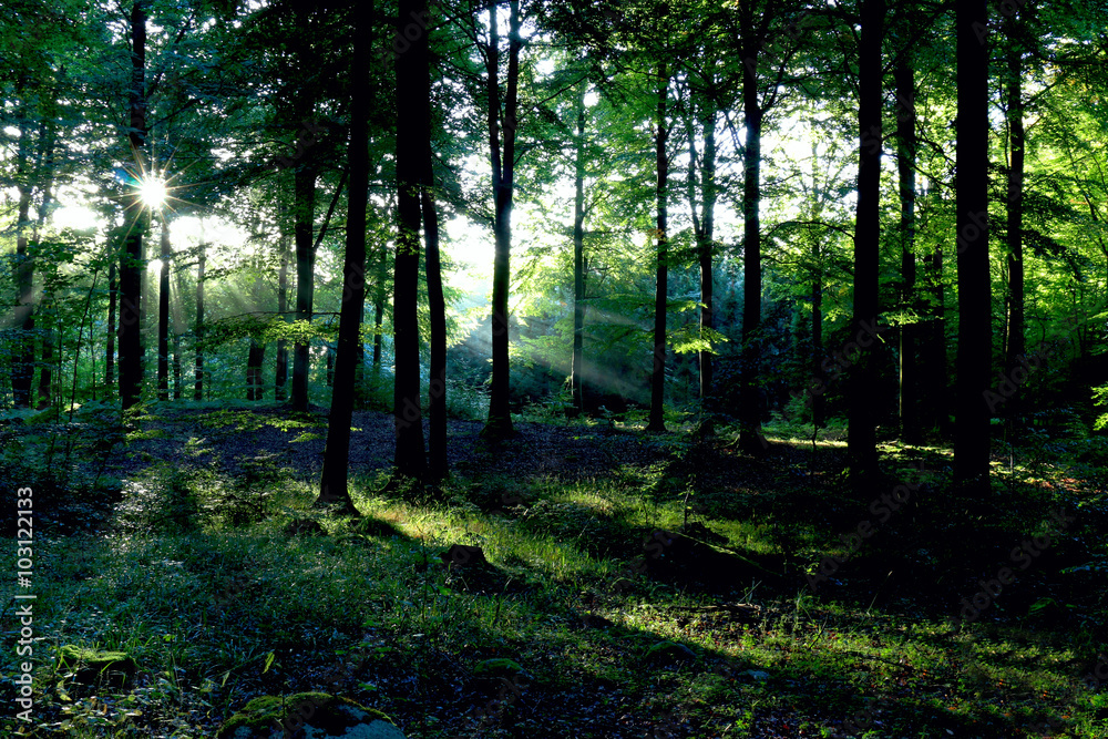 Obraz premium Light in the forest
