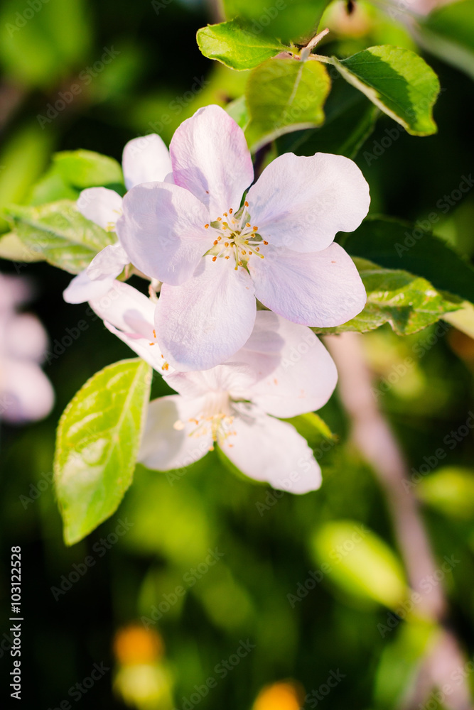 Apple tree blossom on defocused background Apple tree blossom on defocused background