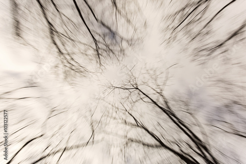 Forest seen from below with rainy clouds