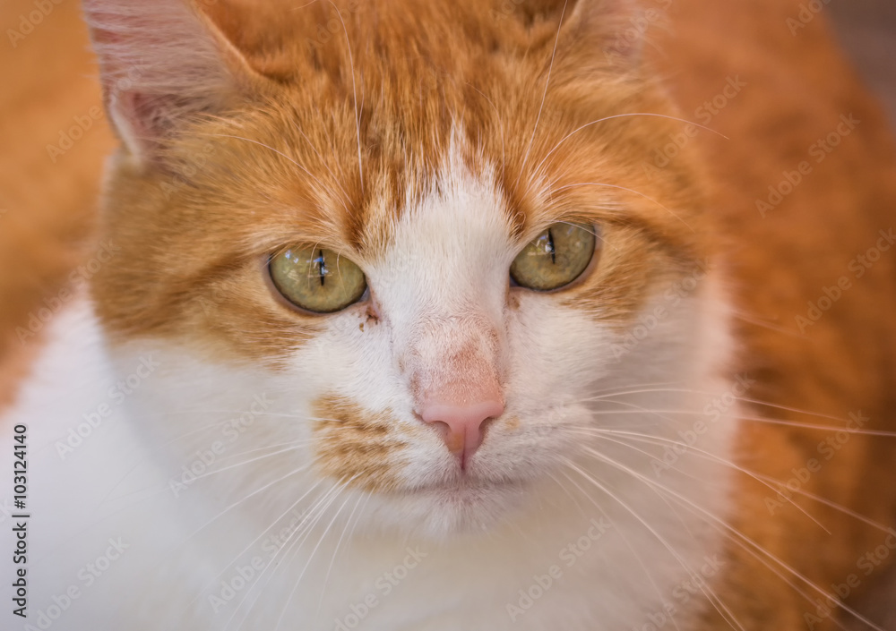 Close up of a red haired cat