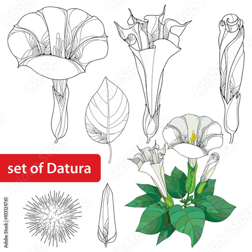 Set with Datura stramonium or Thorn apple. Poisonous plant. Flower, leavs, bud and fruit isolated on white background. Floral elements in contour style.