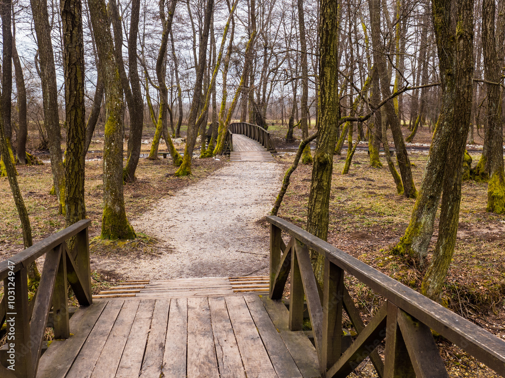 Obraz premium Forest path