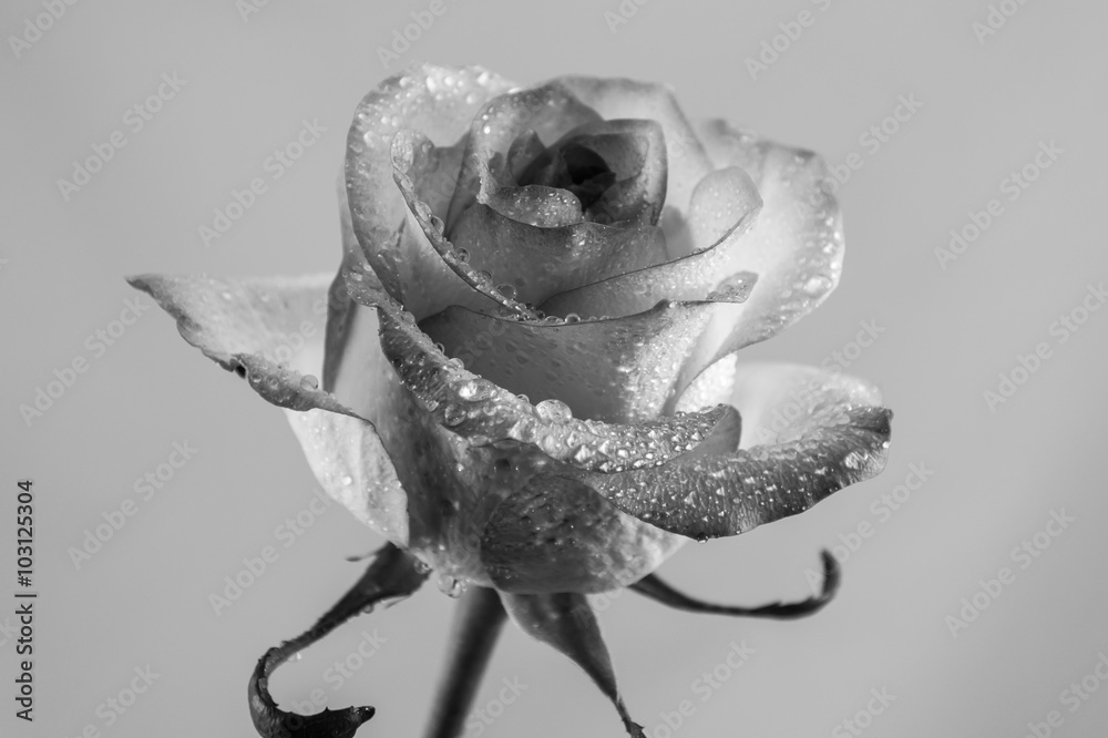 Obraz premium Grey rose