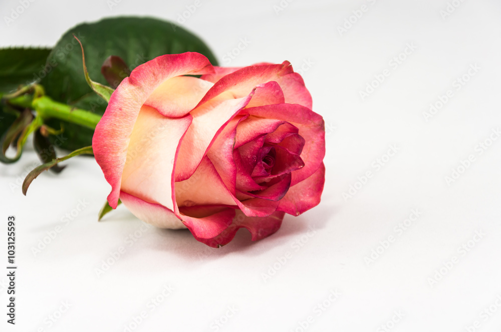 Pink rose closeup on the white background. Valentine day Pink rose closeup on the white background. Valentine day