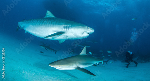 Caribbean reef sharks crossing a Tiger shark