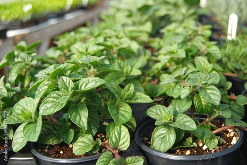 Mint plants in a greenhouse