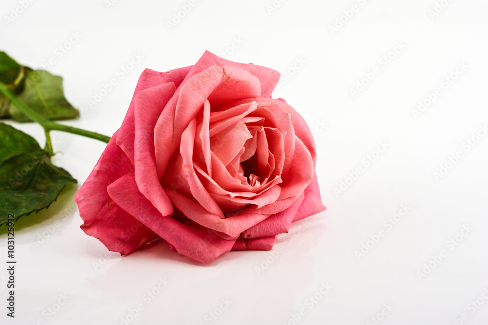 Pink rose closeup on the white background. Valentine day Pink rose closeup on the white background. Valentine day