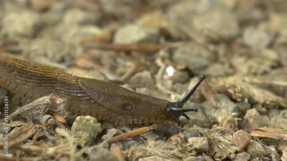 Macro close-up time lapse of a Spanish slug (Arion vulgaris) moving fast on the ground in its natural environment - 4 times real speed - tracking shot. Location: Lund, Sweden summertime (June).
Macro close-up time lapse of a Spanish slug (Arion vulgaris) moving fast on the ground in its natural environment - 4 times real speed - tracking shot. Location: Lund, Sweden summertime (June).