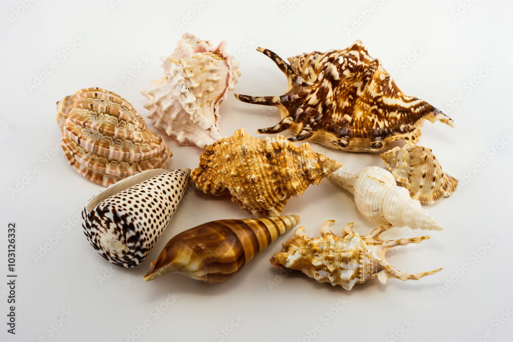 Obraz premium Seashells on the white background. Isolated