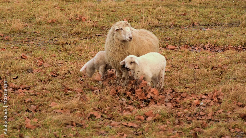 Mother sheep with two young sheep feeding in a meadow Mother sheep with two young sheep feeding in a meadow