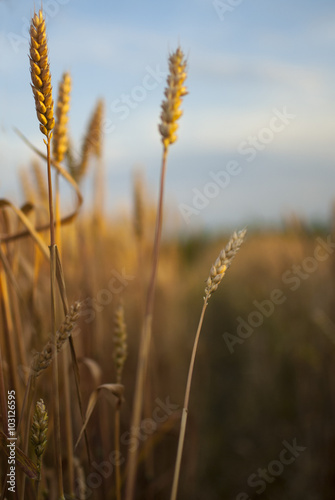 Close up of the field of ripe grain ready for harvest and blue clear sky