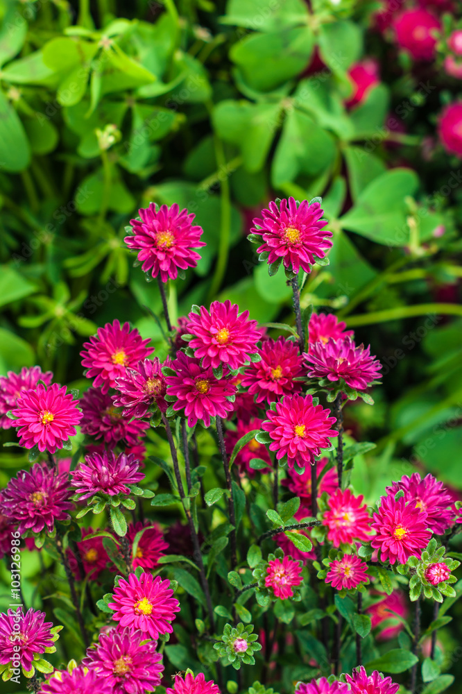 Small pink asters in the park. Selective focus